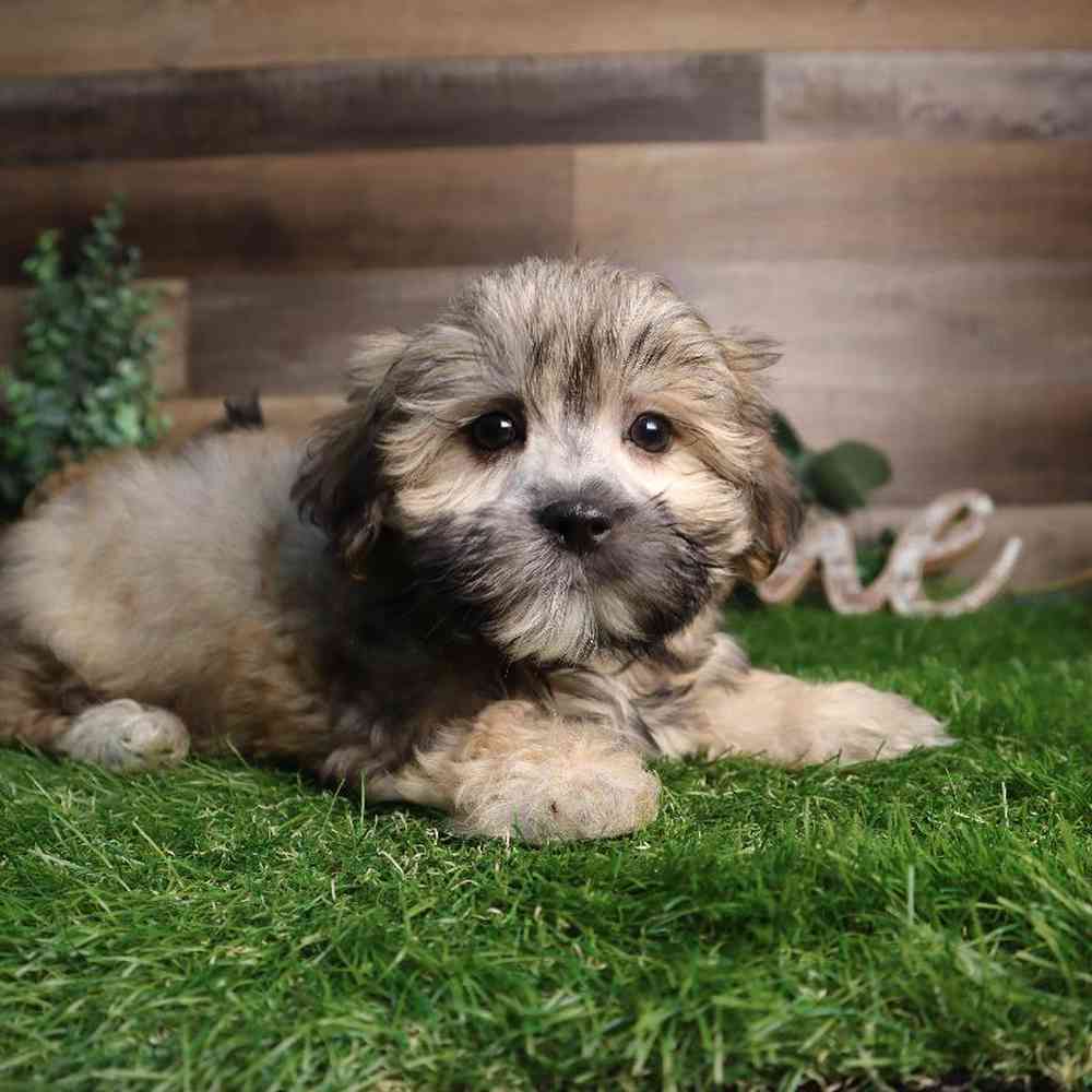 Male Malshi Puppy for Sale in Blaine, MN