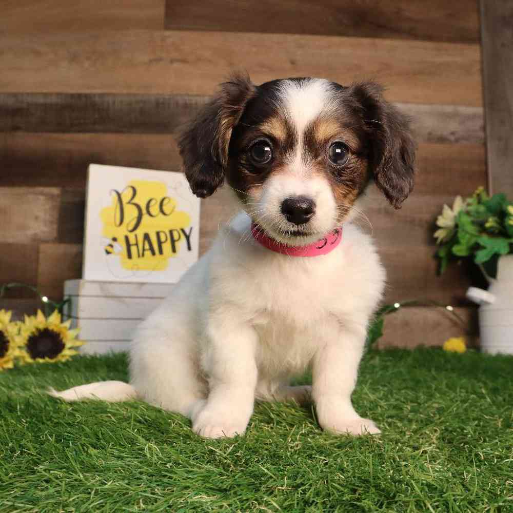 Female Chiweenie Puppy for Sale in Blaine, MN