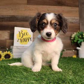 Chiweenie