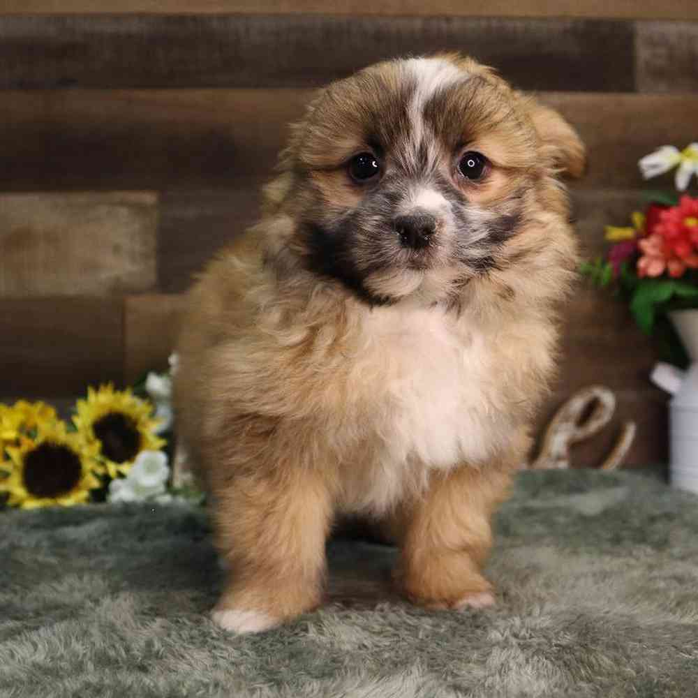 Male Pomshi Puppy for Sale in Blaine, MN