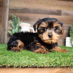 Yorkshire Terrier