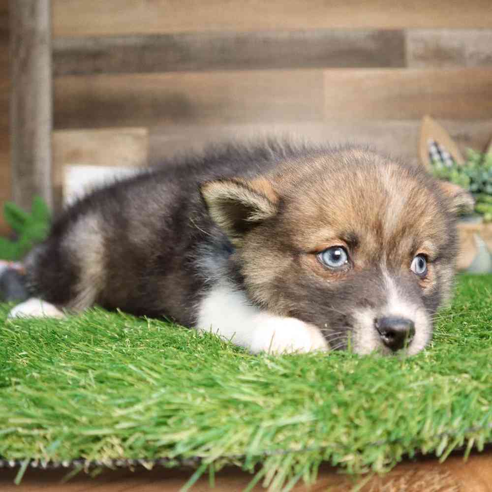 Female Pomsky Puppy for Sale in Blaine, MN