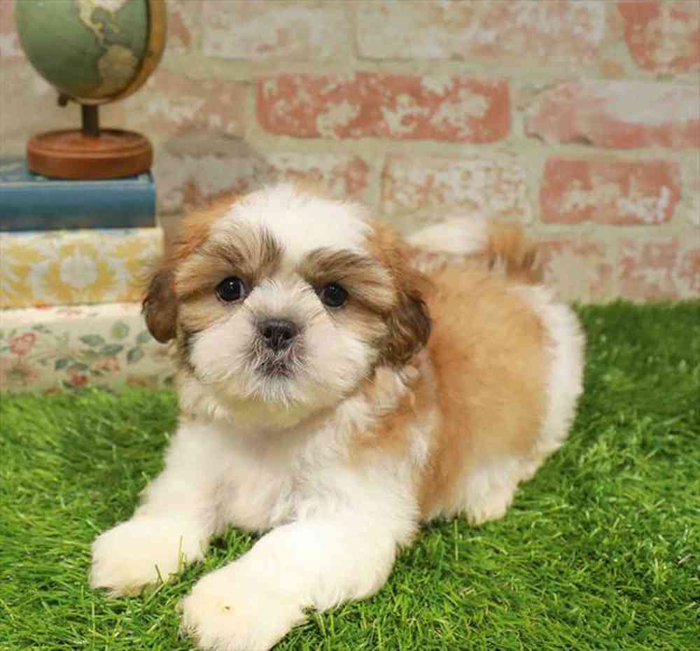 carousel pet images