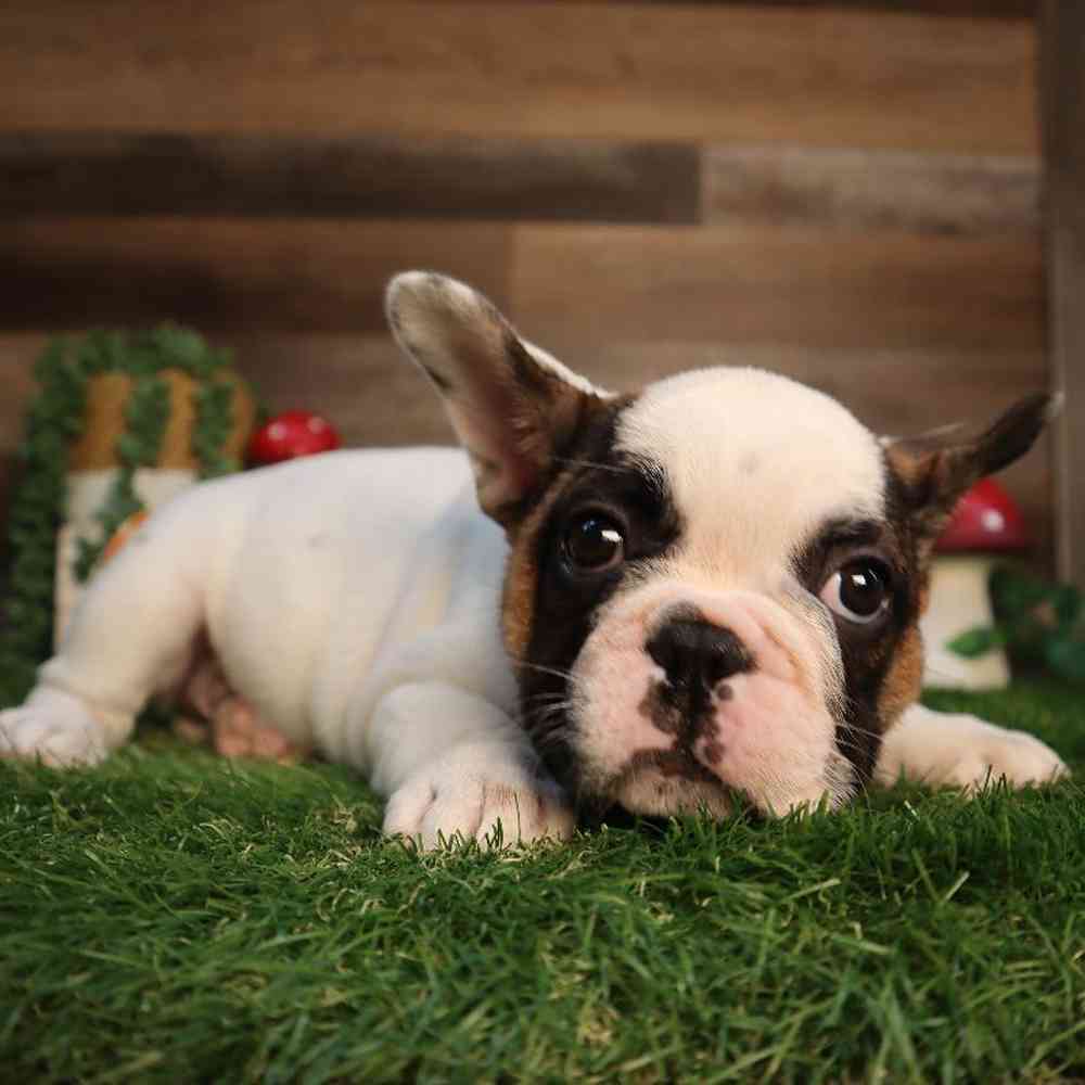 carousel pet images