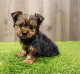 Yorkshire Terrier