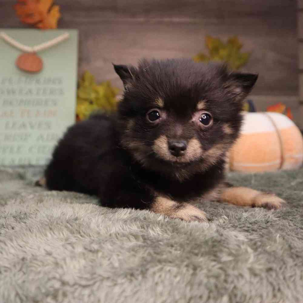Female Pomeranian Puppy for Sale in Blaine, MN