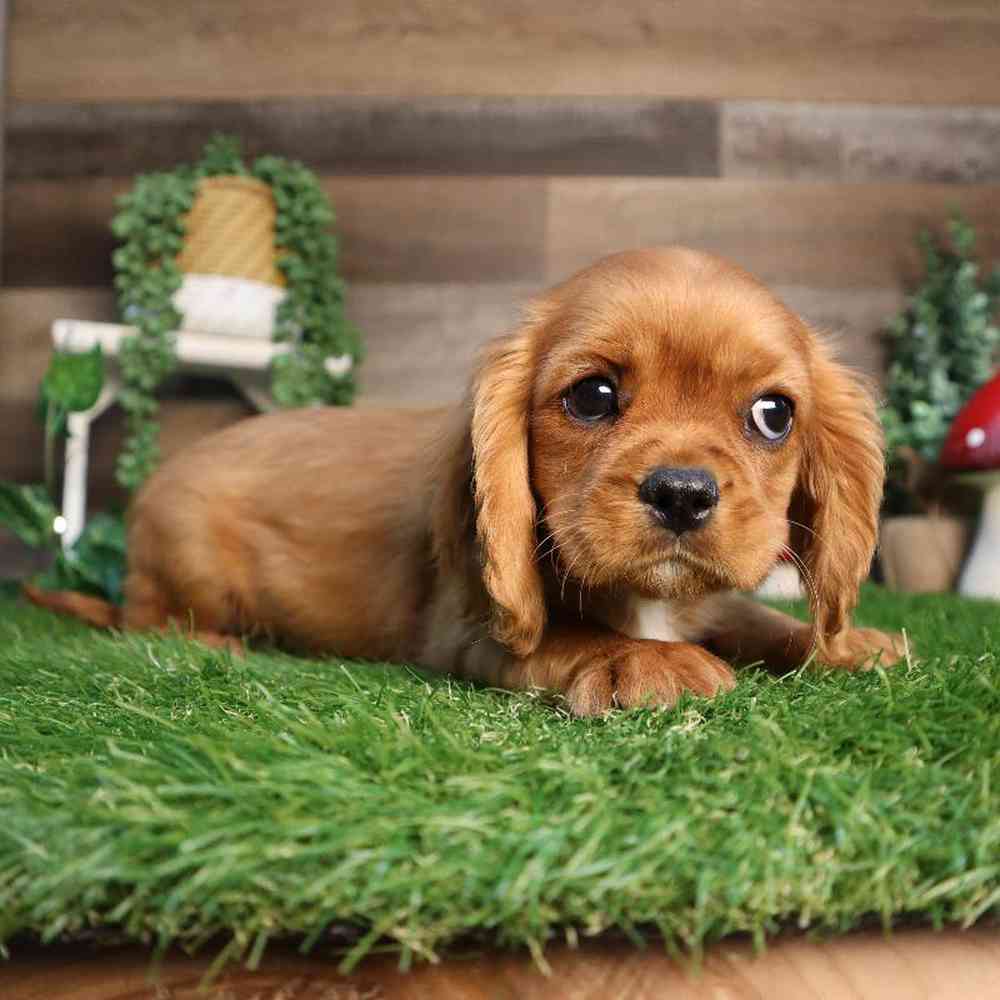 Female Cavalier King Charles Spaniel Puppy for Sale in Blaine, MN