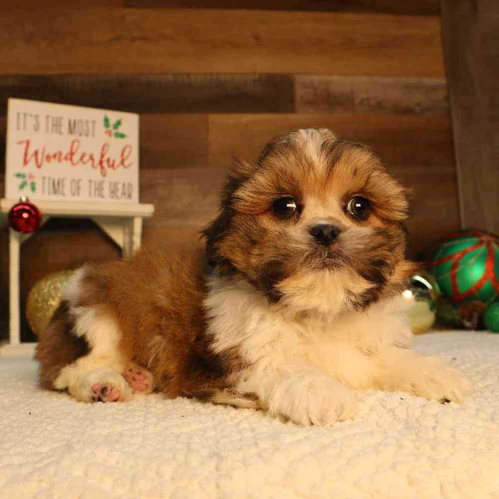 carousel pet images