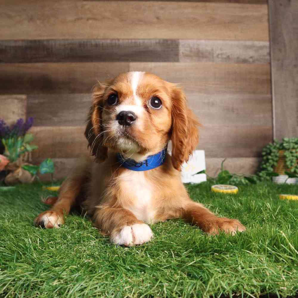 Male Cavalier King Charles Spaniel Puppy for Sale in Blaine, MN