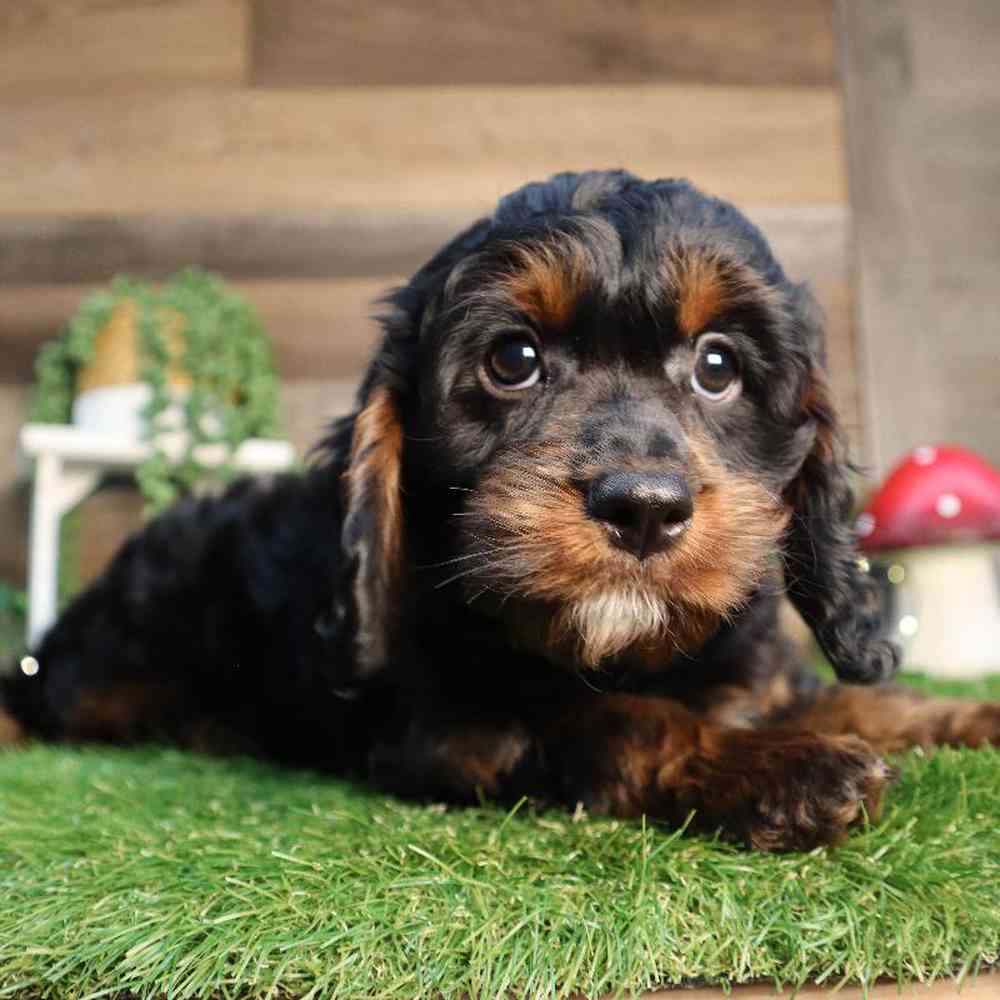carousel pet images