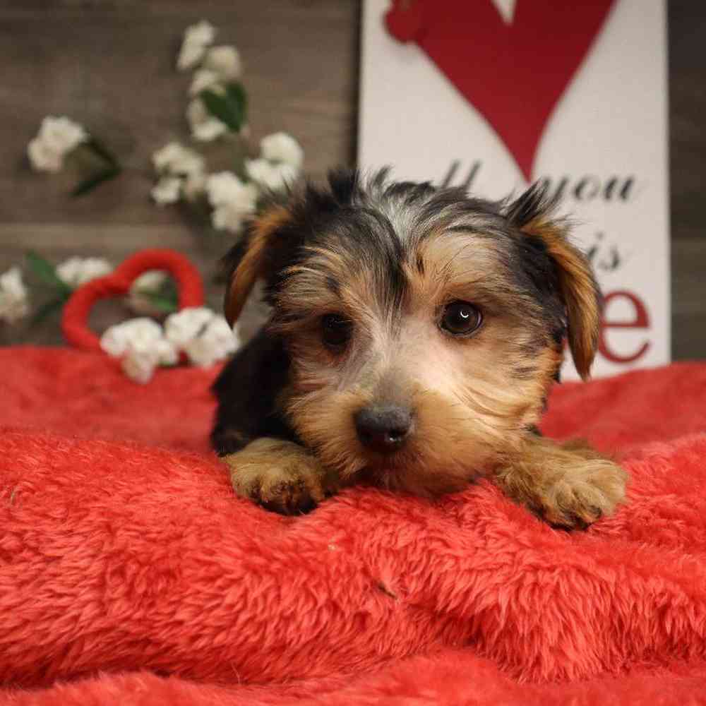 Male Yorkshire Terrier Puppy for Sale in Blaine, MN