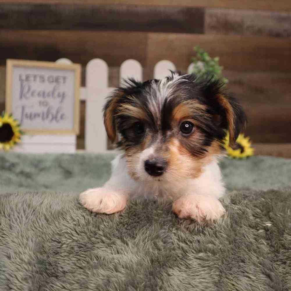 carousel pet images