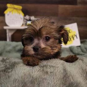 Teddy Yorkie