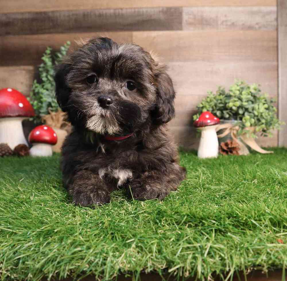 Female Shipoo Puppy for Sale in Blaine, MN
