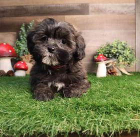 Shipoo
