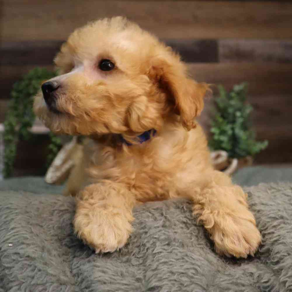 carousel pet images