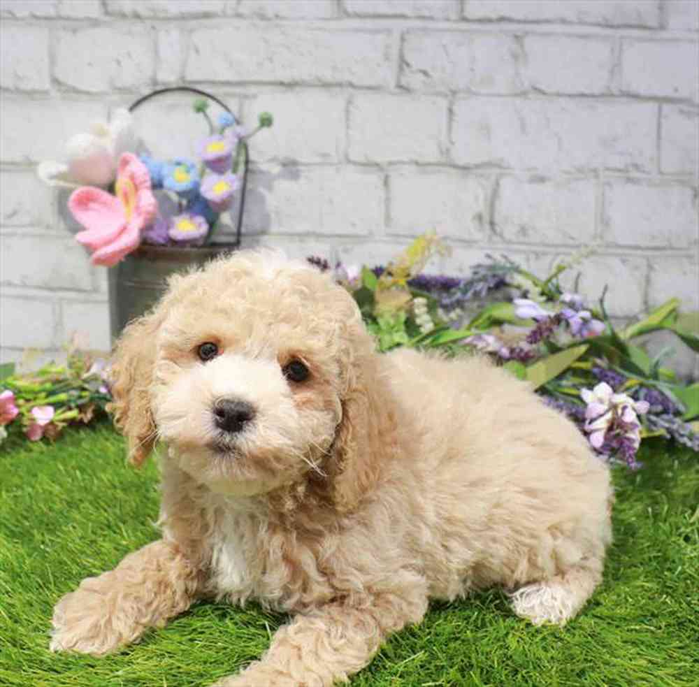 carousel pet images