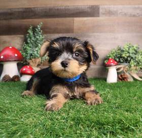 Yorkshire Terrier