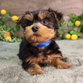 Yorkie (Silky) Terrier