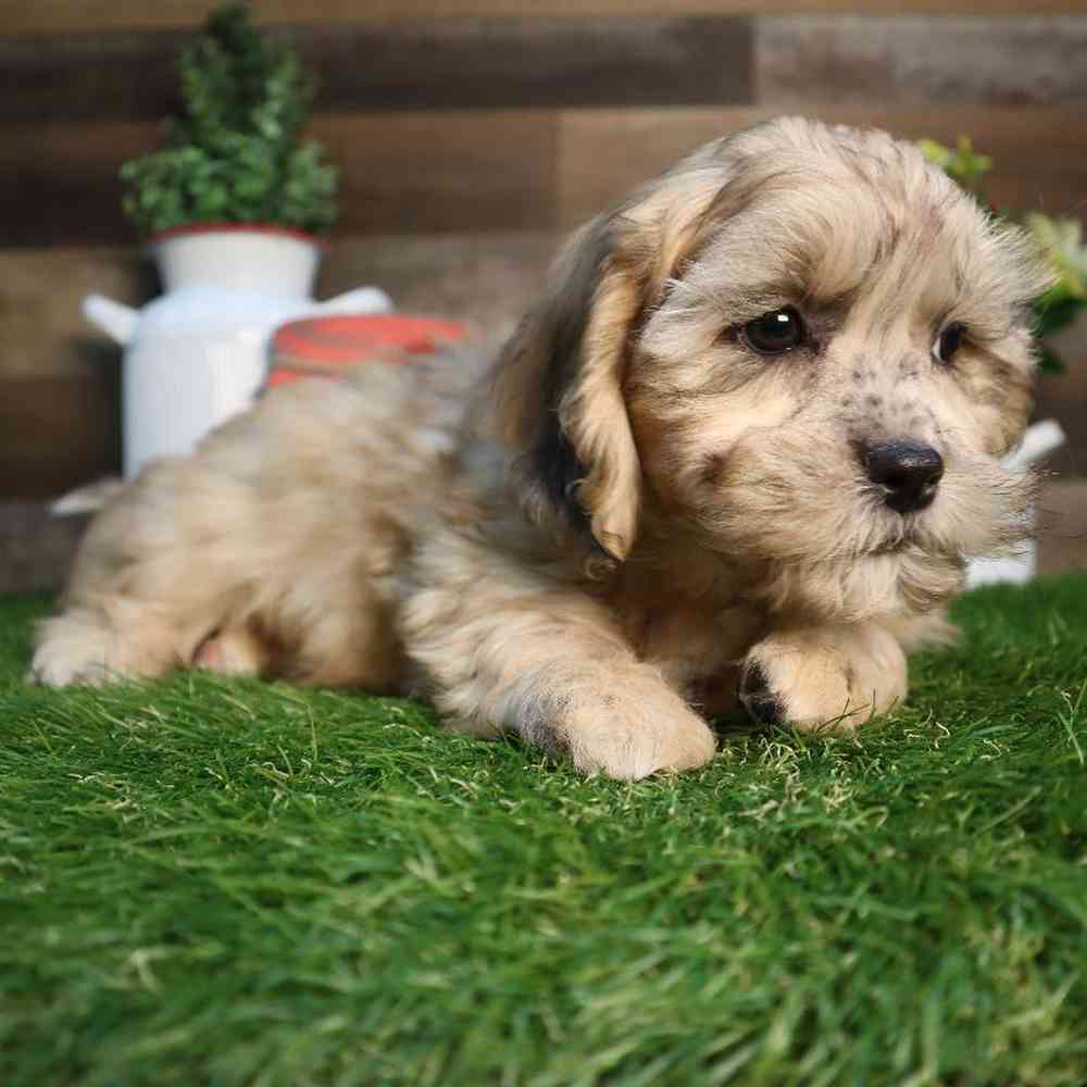 carousel pet images