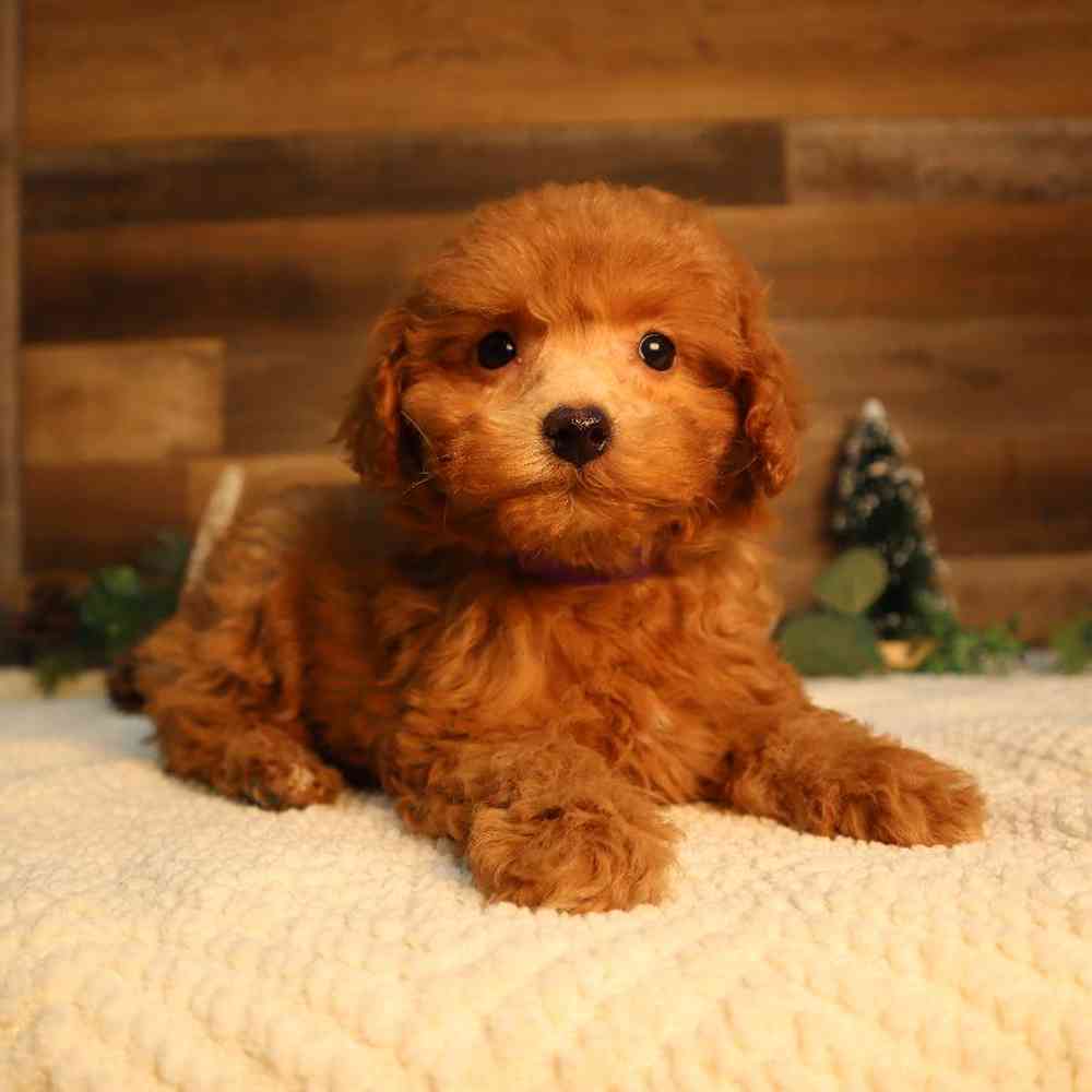 carousel pet images