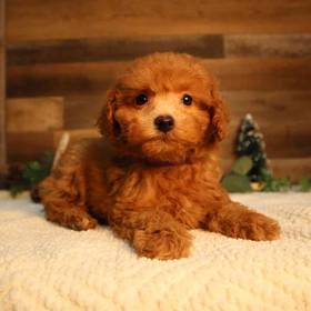 Mini Poodle