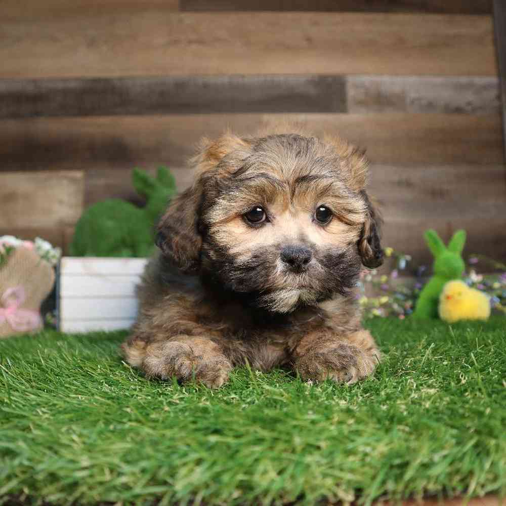 carousel pet images