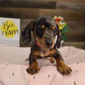 Dachshund
