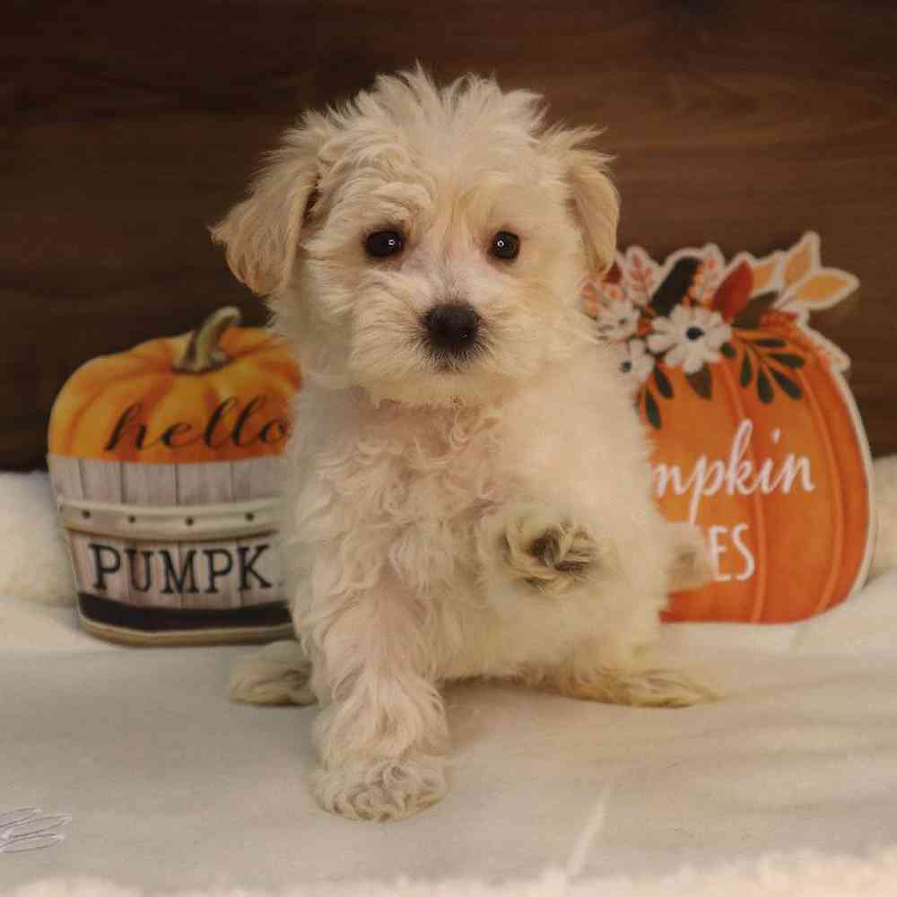 Male Maltichon Puppy for sale