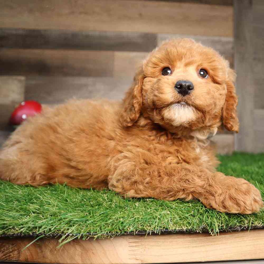 Female Mini Goldendoodle 2nd Gen Puppy for Sale in Blaine, MN