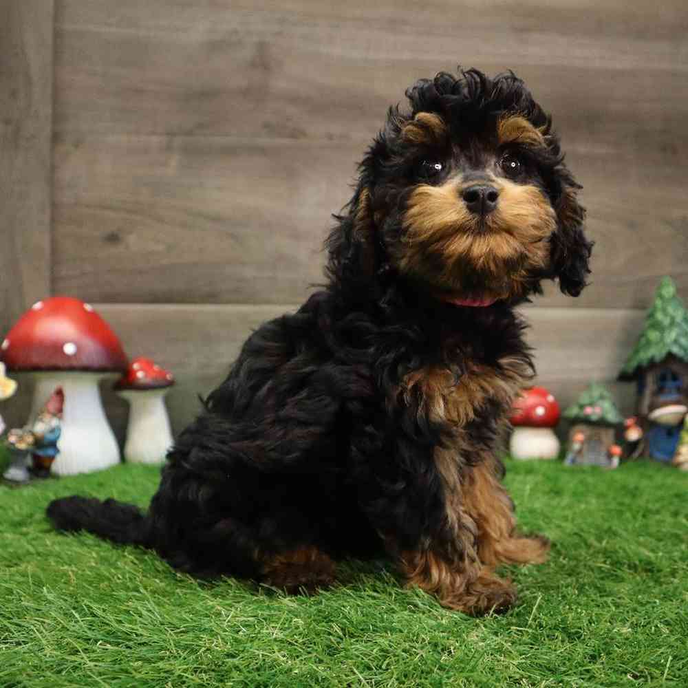 carousel pet images