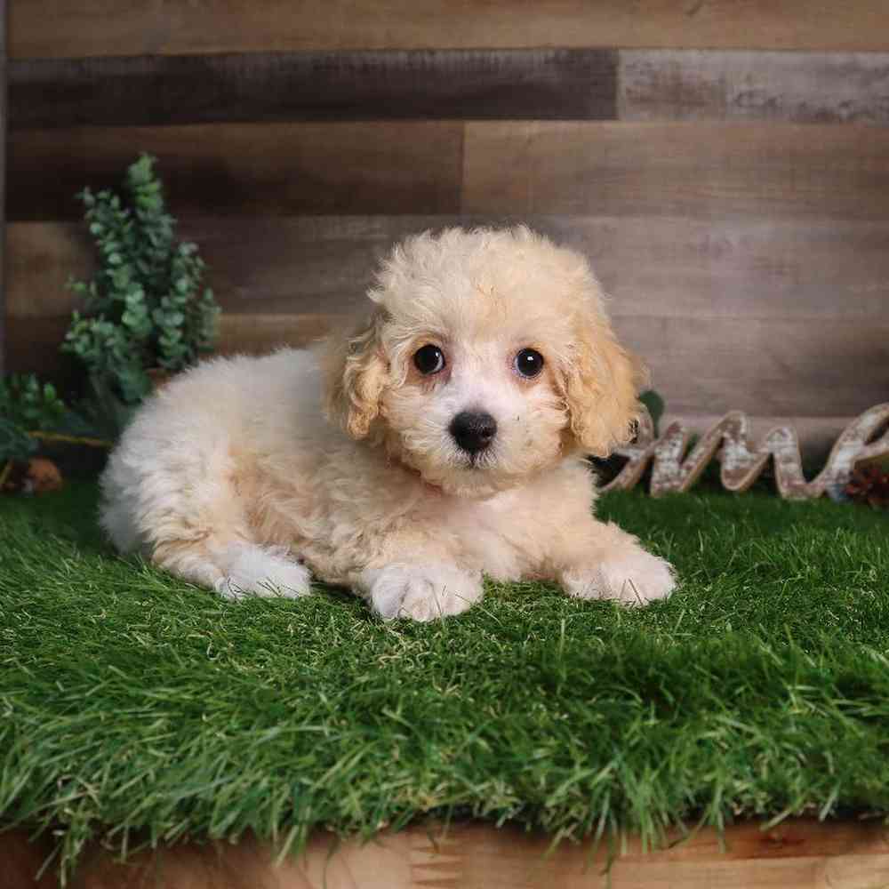 pet breed image
