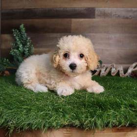 Poodle