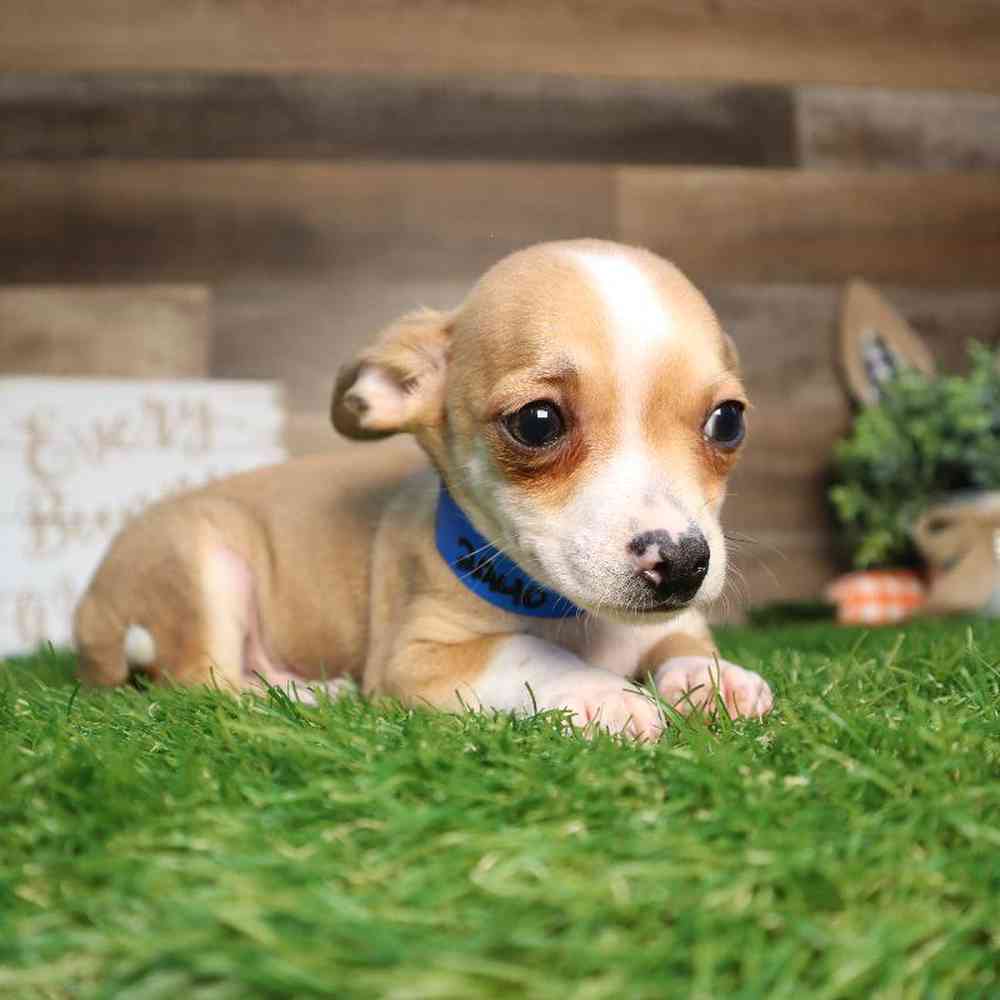 carousel pet images