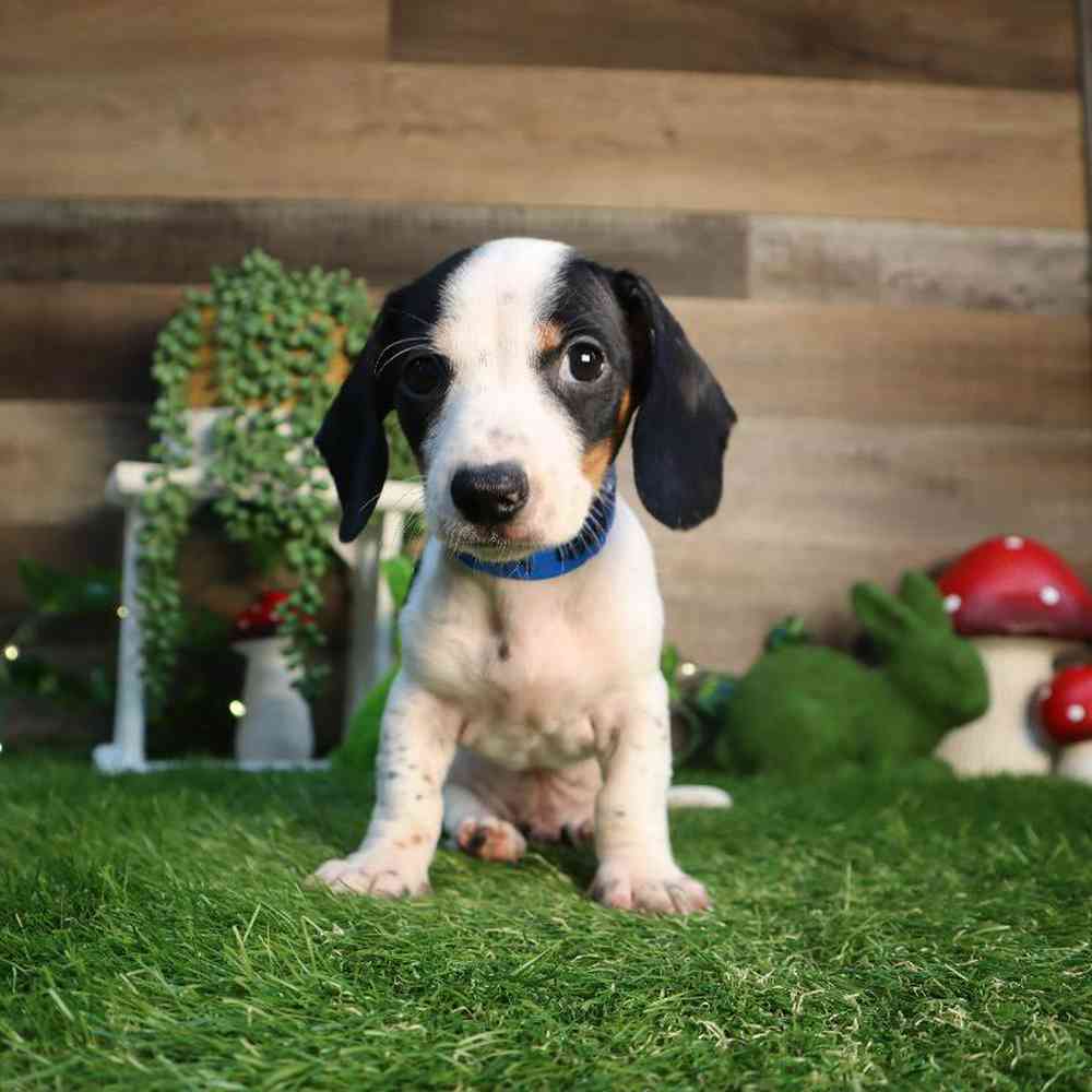Image of a pet breed in the gallery