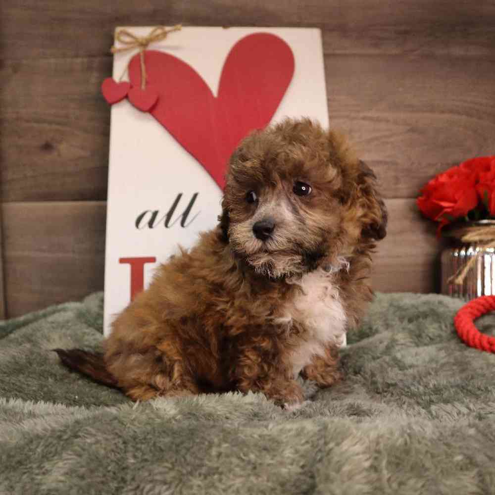 Male Shipoo Puppy for Sale in Blaine, MN