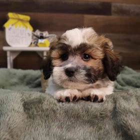 Teddy Bear