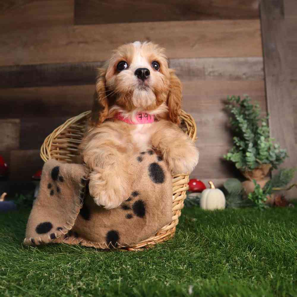 Female Cavapoo Puppy for Sale in Blaine, MN