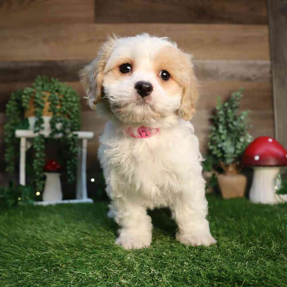 Female Cavachon Puppy for Sale in Blaine, MN