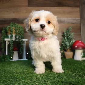 Cavachon