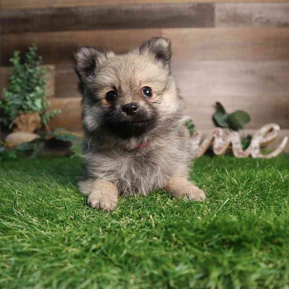 carousel pet images