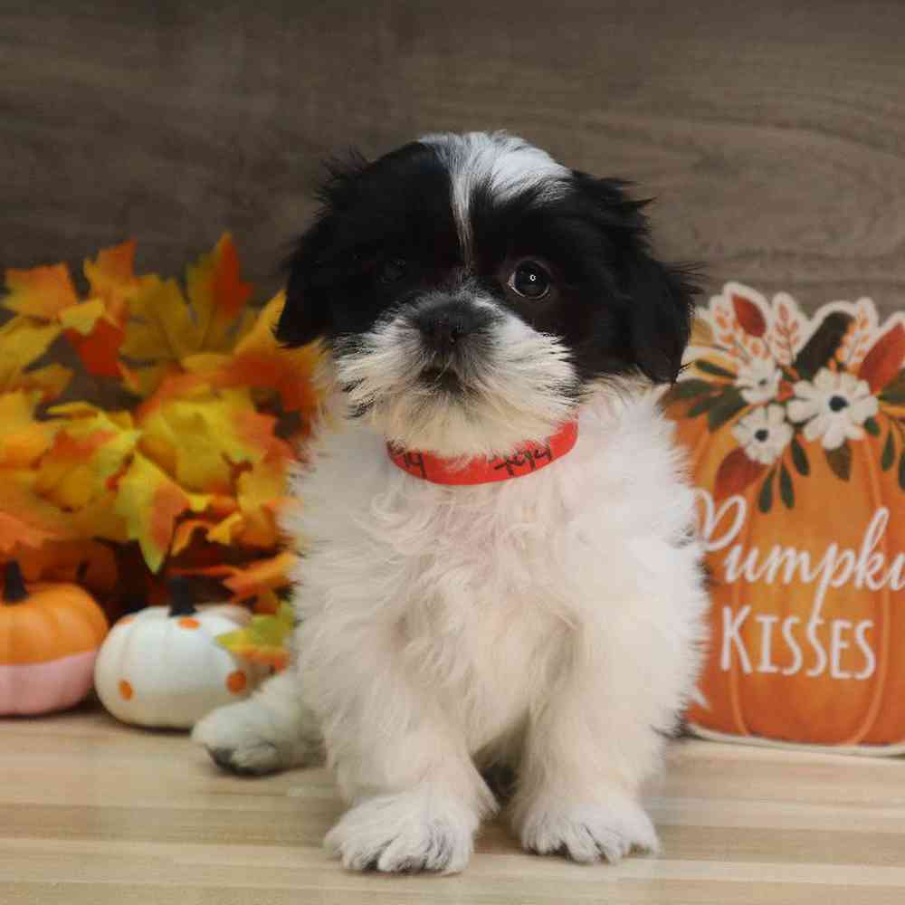 Male Shih Tzu Puppy for sale