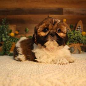 Shih Tzu