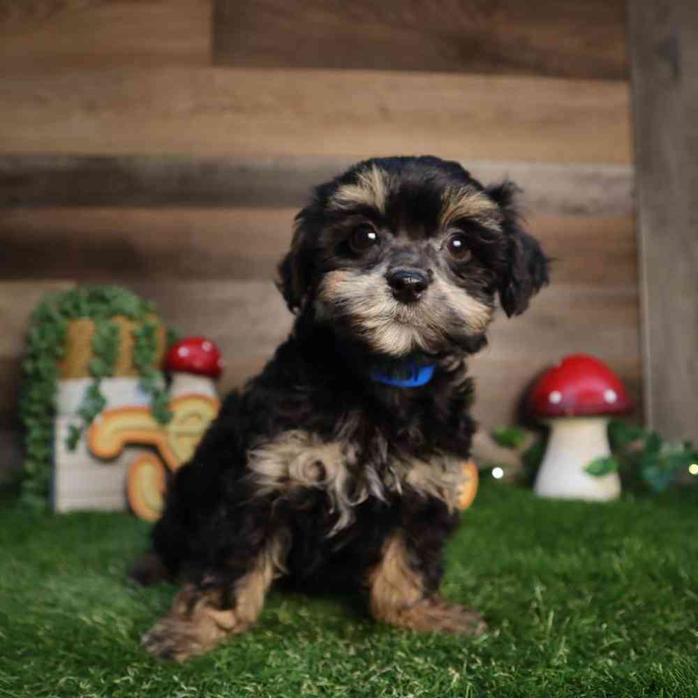 pet breed image