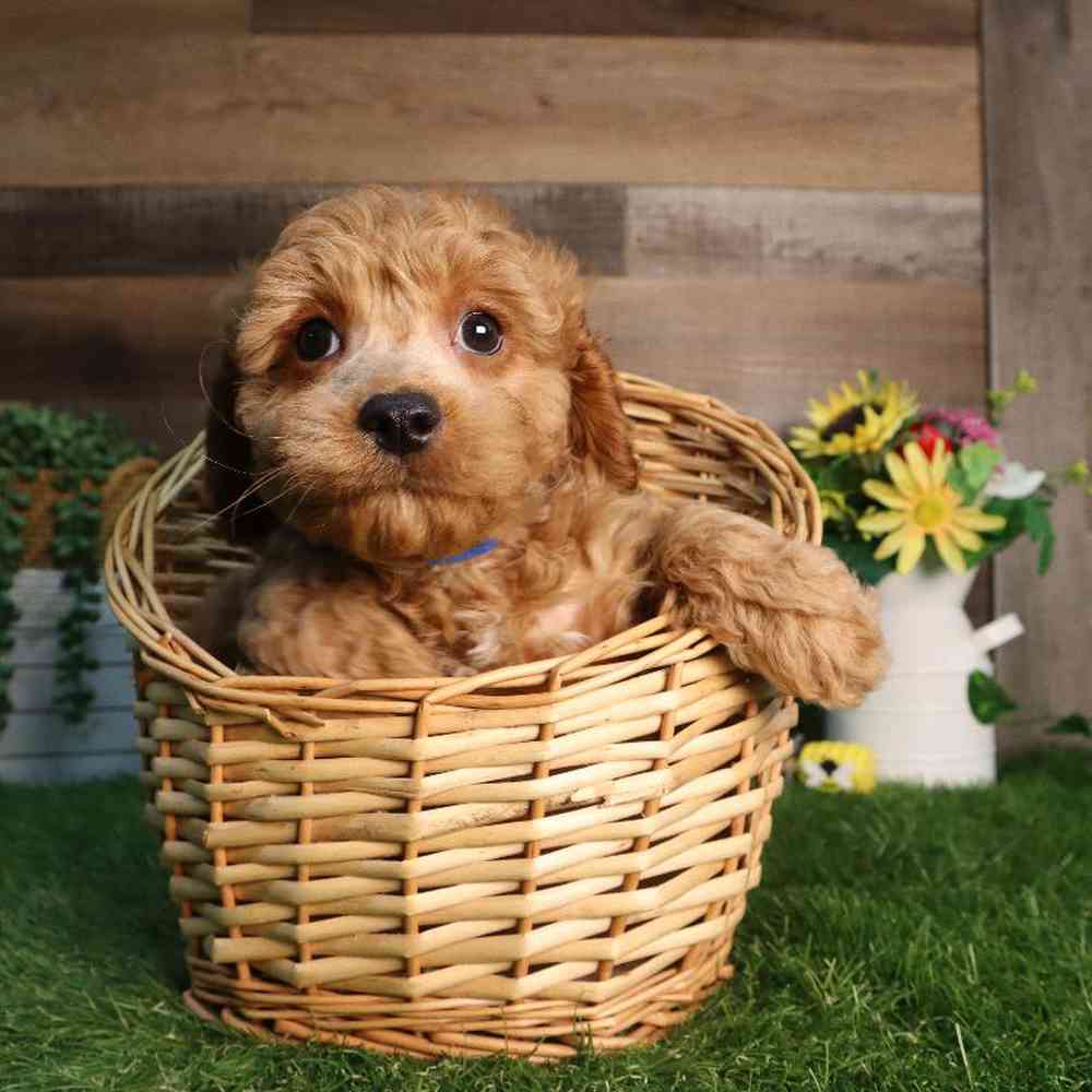 Male Cavapoo Puppy for Sale in Blaine, MN