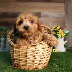 Cavapoo