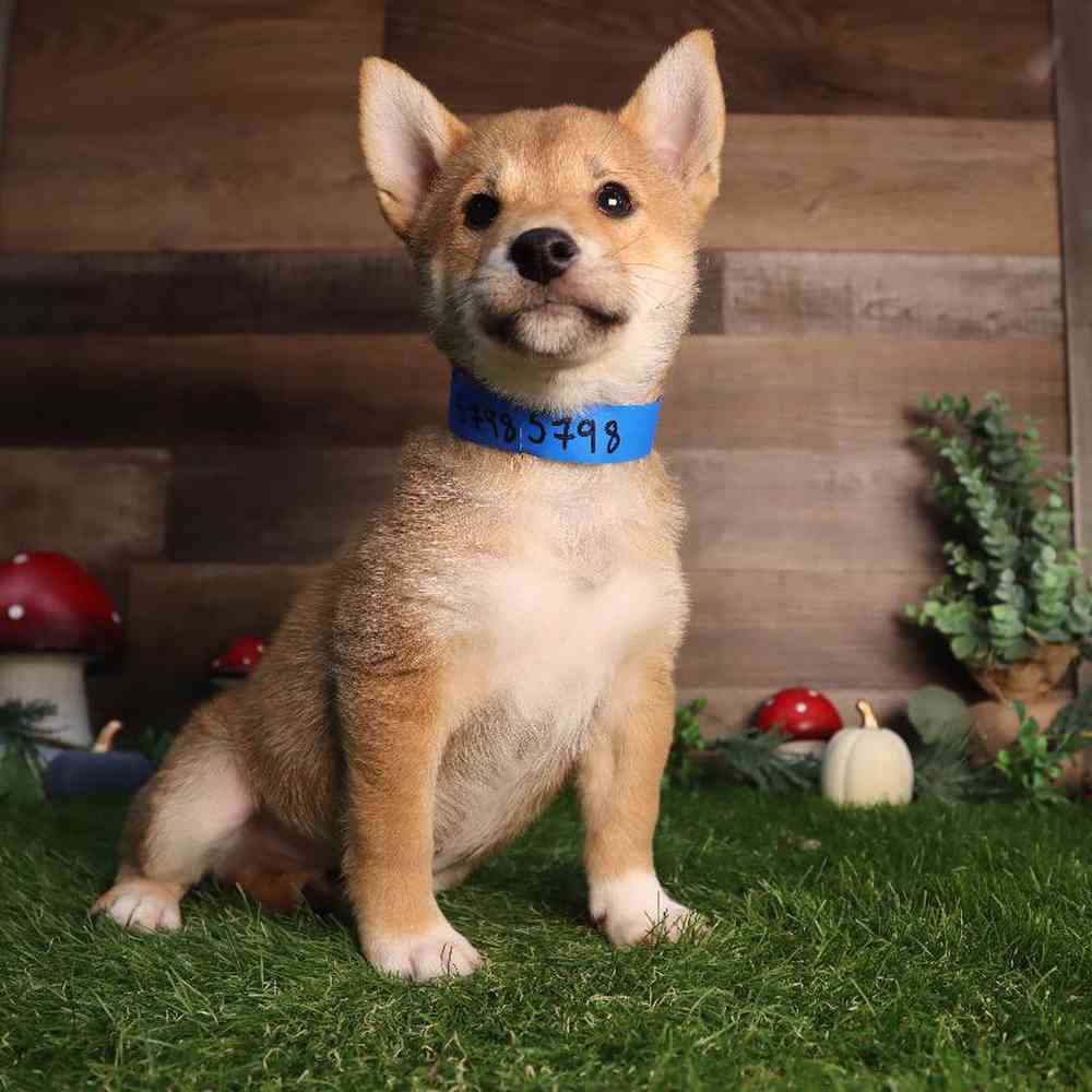 carousel pet images