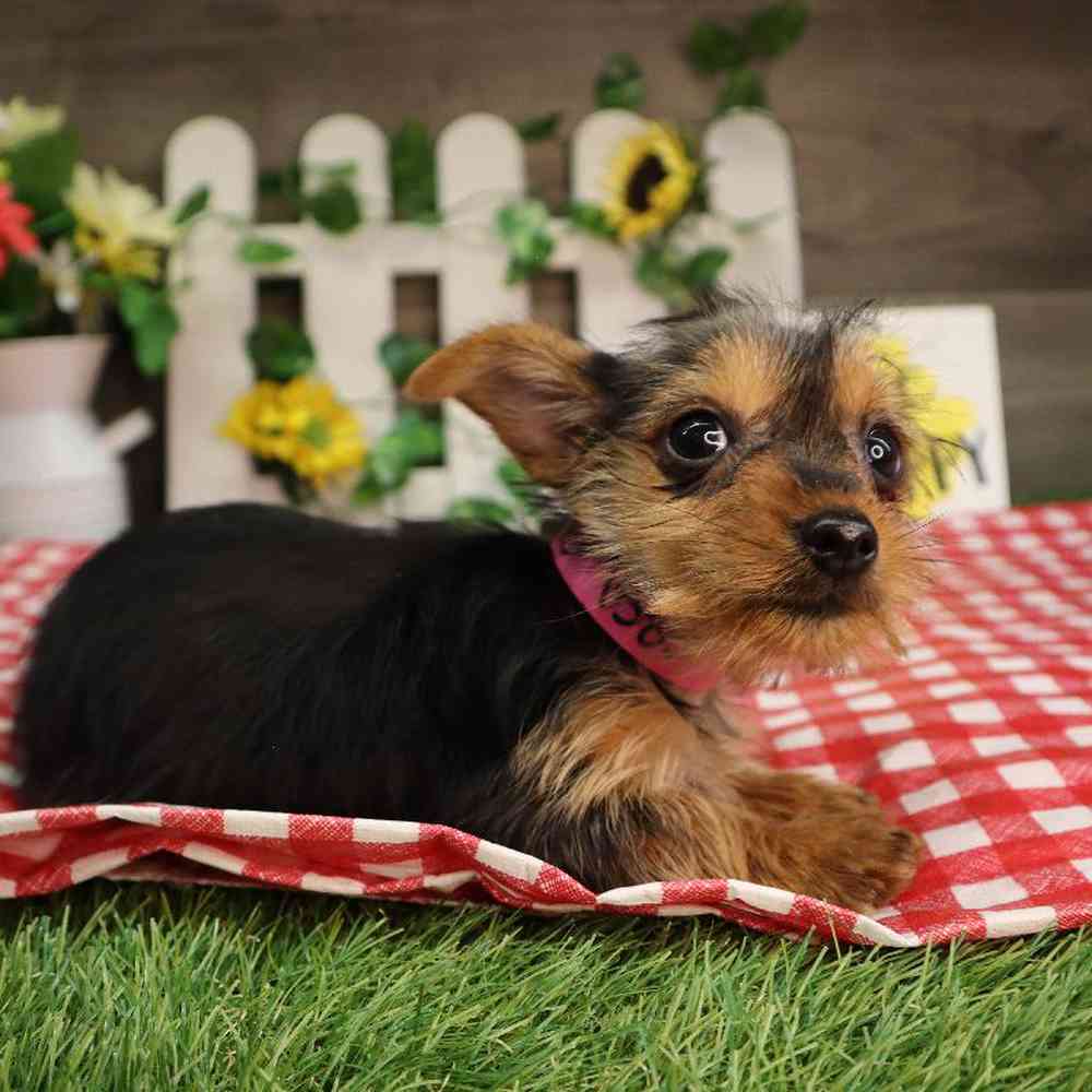 carousel pet images