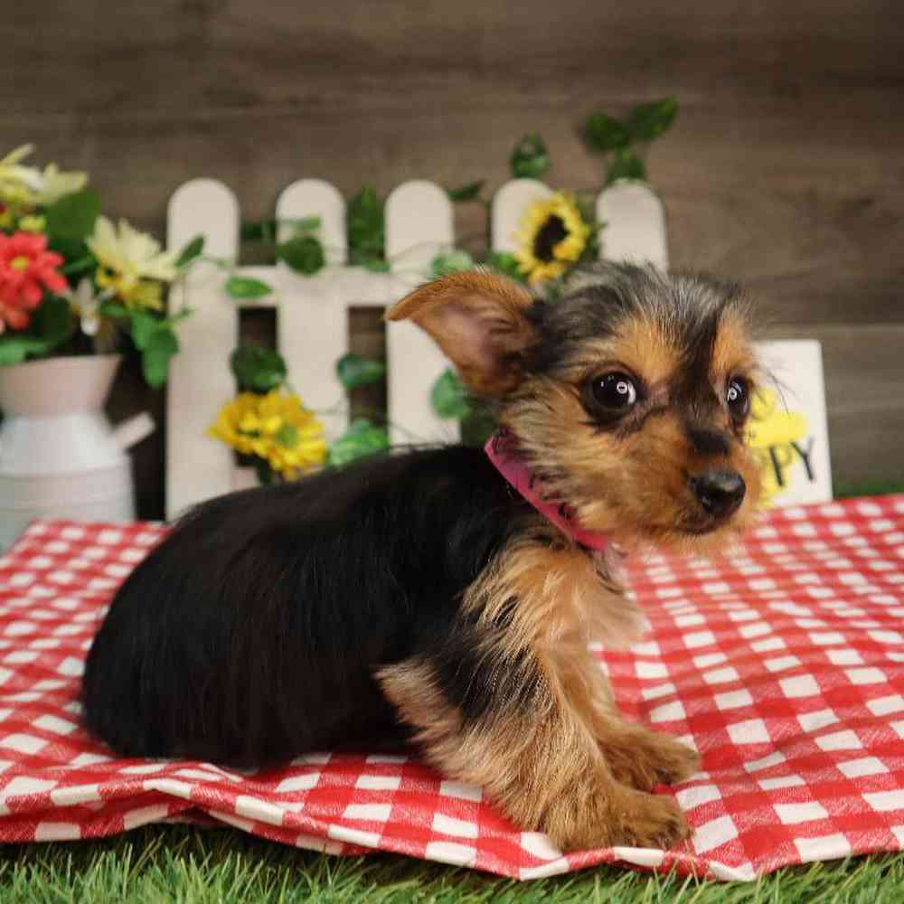carousel pet images