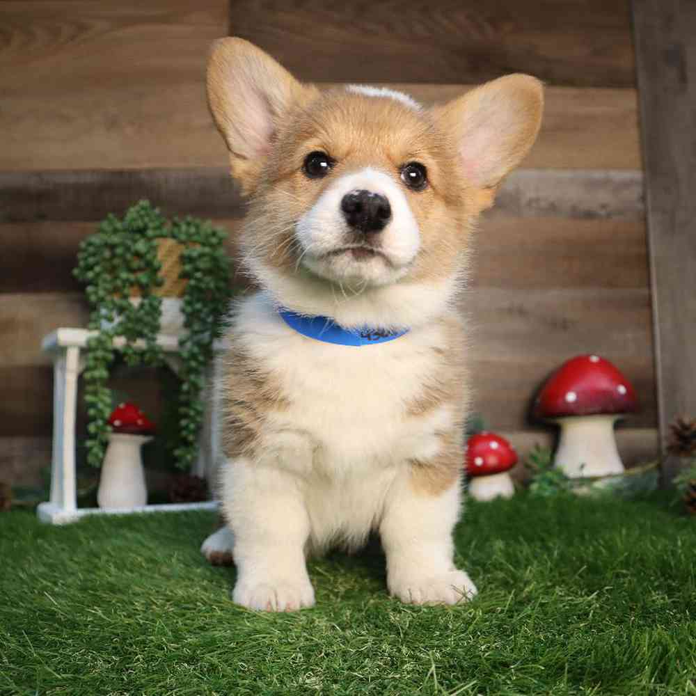 pet breed image